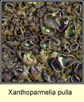 Xanthoparmelia pulla