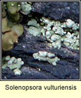 Solenopsora vulturiensis