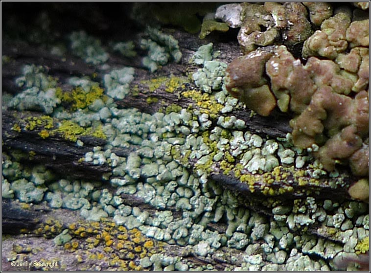 Solenopsora vulturiensis