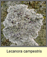 Lecanora campestris