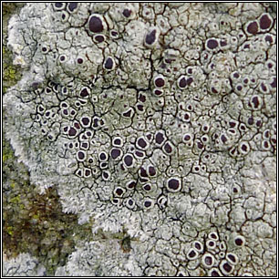 Lecanora campestris