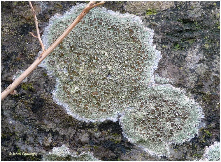 Lecanora campestris