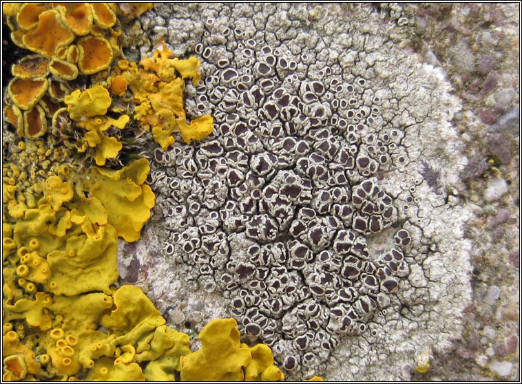 Lecanora campestris