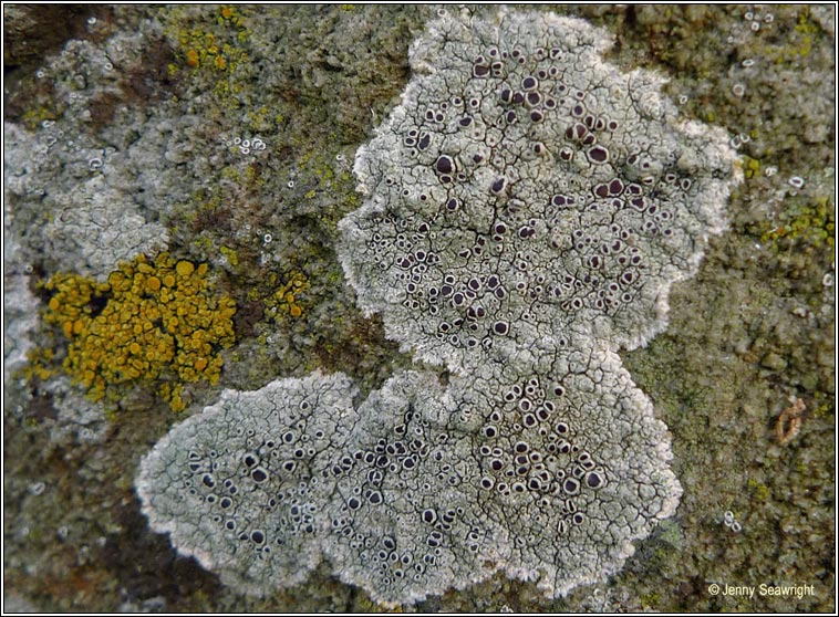 Lecanora campestris