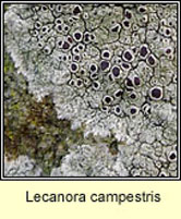 Lecanora campestris