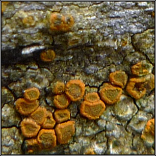 Caloplaca ceracea