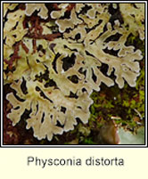 Physconia distorta