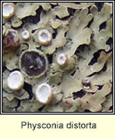 Physconia distorta