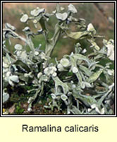 Ramalina calicaris