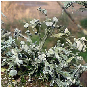 Ramalina calicaris