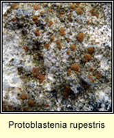 Protoblastenia rupestris