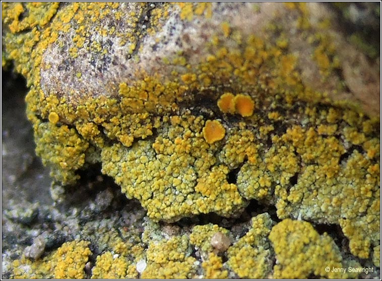 Caloplaca citrina