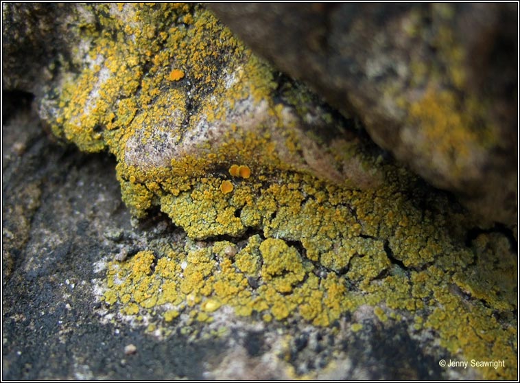 Caloplaca citrina