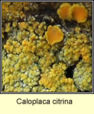 Caloplaca citrina
