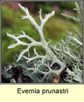 Evernia prunastri