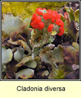 Cladonia diversa