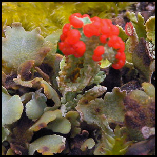 Cladonia diversa