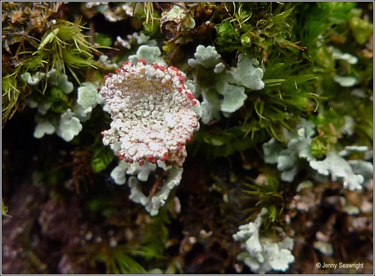 Cladonia diversa