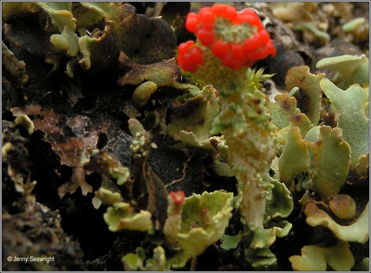 Cladonia diversa