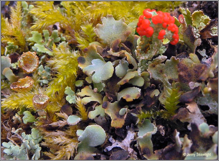 Cladonia diversa