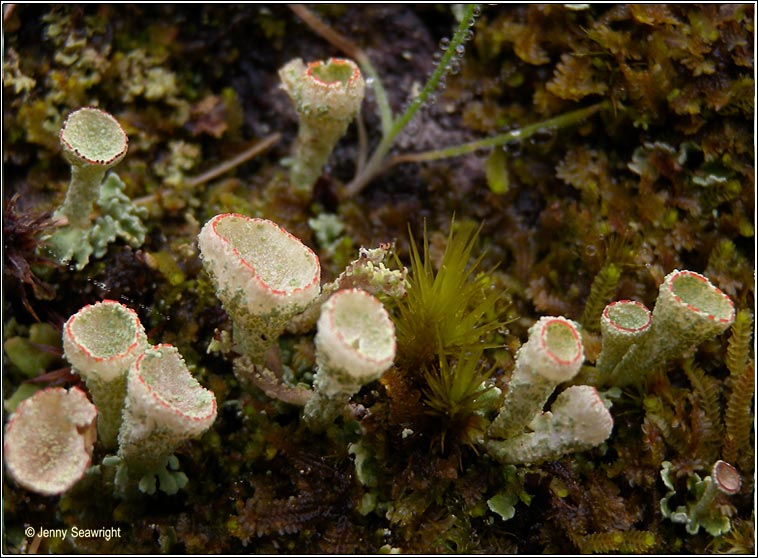 Cladonia diversa