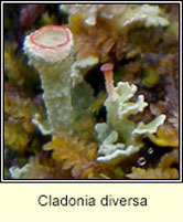 Cladonia diversa