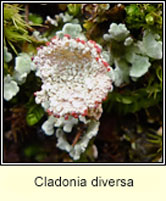 Cladonia diversa