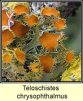 Teloschistes chrysophthalmus, Golden-eye lichen