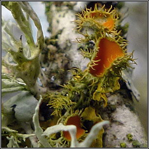 Teloschistes chrysophthalmus, Golden-eye lichen