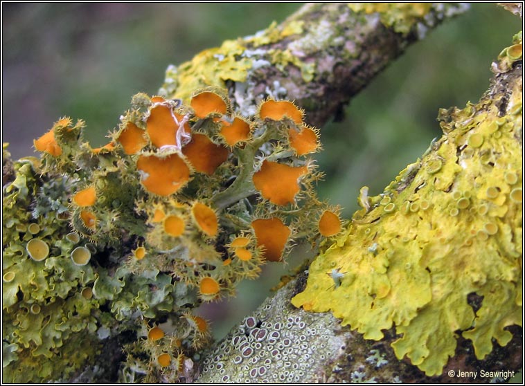 Teloschistes chrysophthalmus, Golden-eye lichen