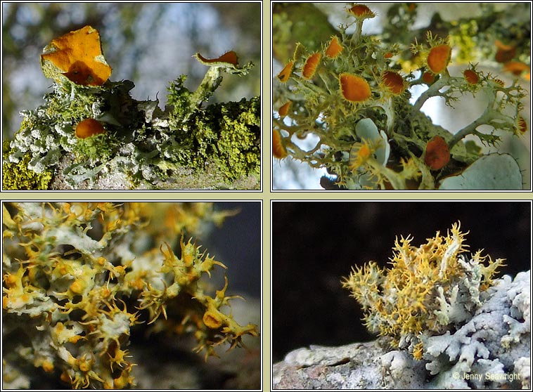 Teloschistes chrysophthalmus, Golden-eye lichen