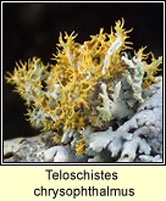 Teloschistes chrysophthalmus, Golden-eye lichen