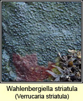 Wahlenbergiella striatula, Verrucaria striatula