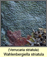 Verrucaria striatula