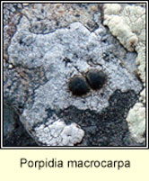 Porpidia macrocarpa