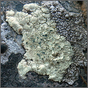 Lecanora sulphurea