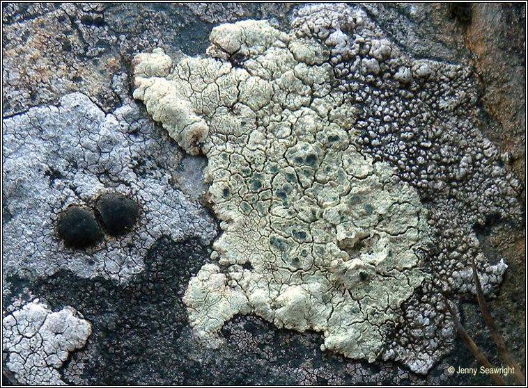 Lecanora sulphurea