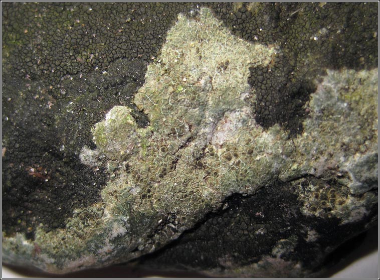 Lecanora helicopis