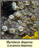 Lecanora dispersa