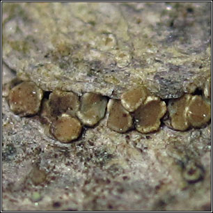 Lecanora dispersa