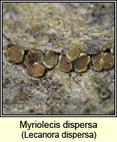 Myriolecis dispersa, Lecanora dispersa