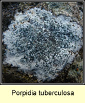 Porpidia tuberculosa