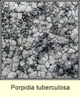 Porpidia tuberculosa