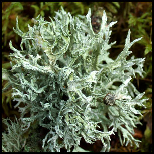 Evernia prunastri 