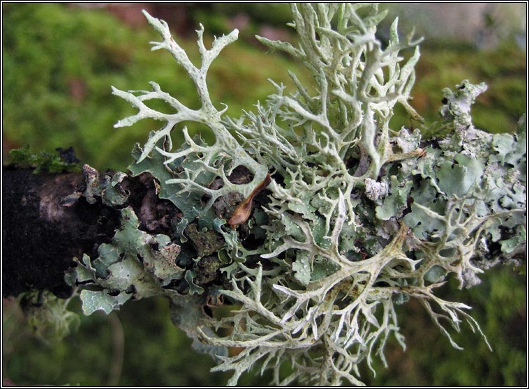 Evernia prunastri 