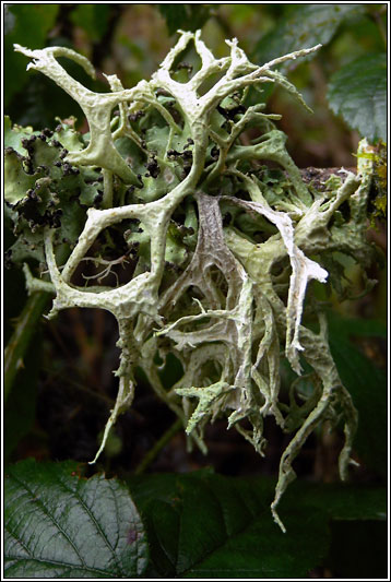 Evernia prunastri 