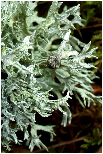Evernia prunastri 