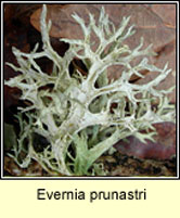 Evernia prunastri