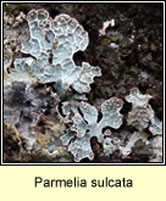 Parmelia sulcata