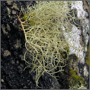 Usnea flammea